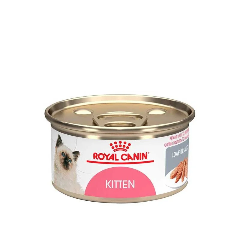 LATA KITTEN