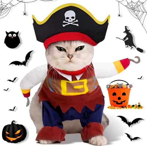 gato pirata