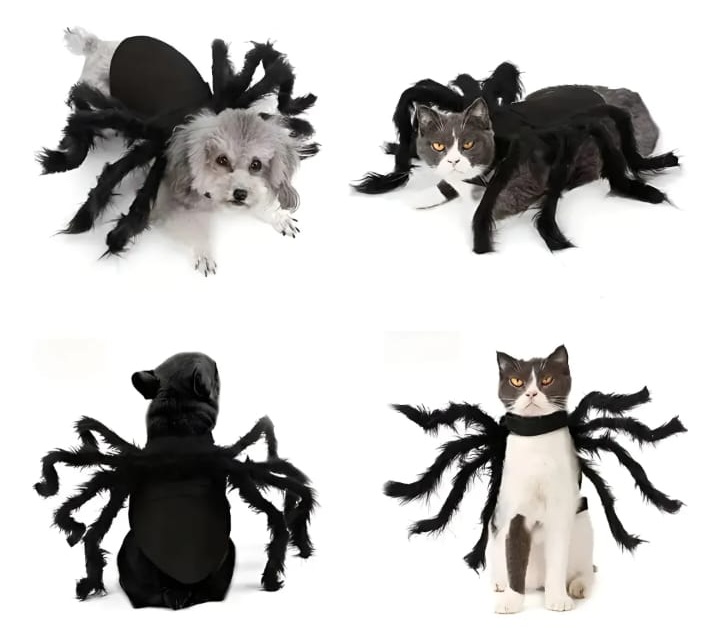 gato y perro araña