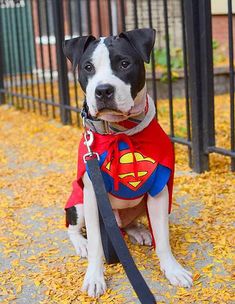 perro superman
